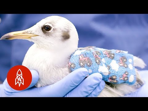 Video Inside Europe’s Busiest (and Cutest) Wildlife Hospital