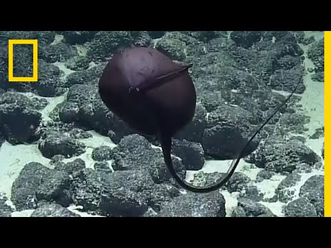 Video Scientists' Hilarious Reaction to Bizarre Deep-Sea Fish | National Geographic